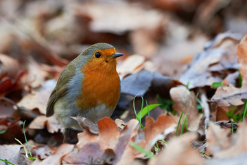 European robin (Erithacus Rubecula) sitting on the ground covered with fallen autumn leaves