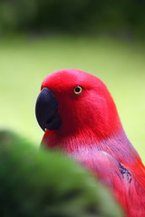 The eclectus parrot (Eclectus roratus), portait of the red female eclectus with color background.