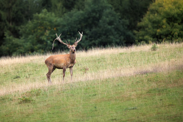 The red deer (Cervus elaphus), Adult male on the edge of a forest.
