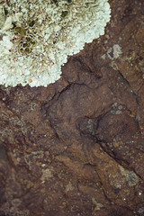 foliose lichen on stone