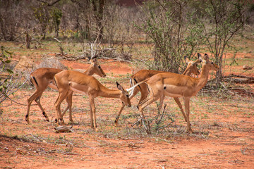 Antelopes seen in Ngutuni Park. Kenya safari. African adventure