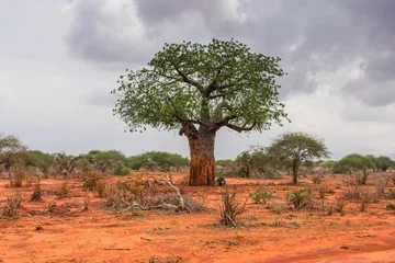 Fotobehang Lone baobab in Ngutuni Park. Kenya safari © Tomasz