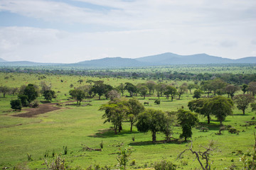Fototapeta na wymiar Tsavo west national park in Kenya. View on beautiful green taita hills after rain season. Kenya safari.