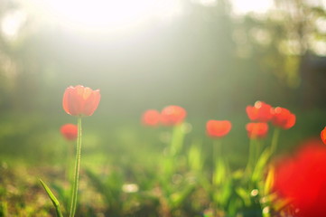 Naklejka premium field of red poppies
