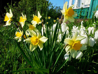 Yellow narcissus grow on a flower bed on the summer cottage.