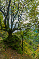 trail in the forest in Otzarreta mountains park in autumn