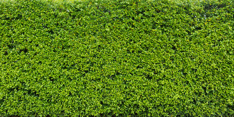 Hedge leaf for nature green background