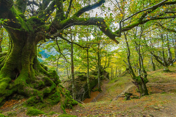 trail in the forest in Otzarreta mountains park in autumn