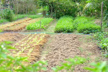 plant growing in farm. vegatable plantation  in garden