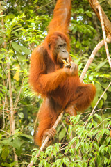 Full length image of a female orangutan hanging in a tree in Borneo while eating