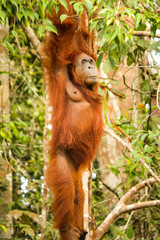 Borneo Orangutan hanging full length from a tree in jungle in Indonesia