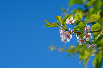 Wild Himalayan Cherry tree with blue sky