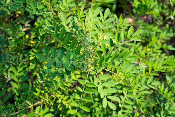 Foetid cassia, Sickle senna or Senna tora in garden