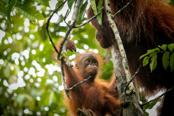 Baby orangutan looking at mother in the trees of the Borneo jungle 
