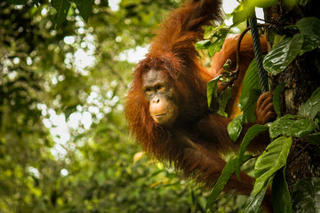 Female orangutan looking very thoughtful whilst hanging from a tree in the Borneo jungle