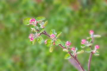 Blossoming of the apple tree in spring time with pink beautiful flowers. Macro image with copy space. Natural seasonal background