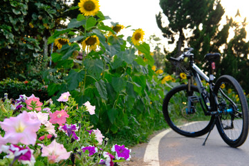 Fototapeta na wymiar pink flower & bicycle parking beside road with morning sunlight