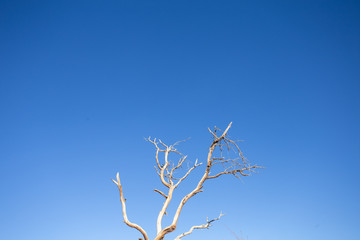 Dry tree in dessert