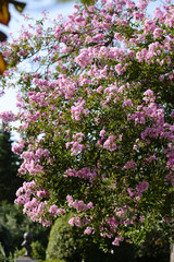 Obraz premium Beautiful pink flowers on blur background