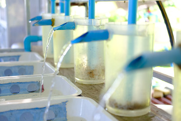 tilapia in aquaculture farm. freshwater fish farming