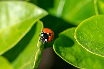 7 spotted ladybird (Coccinella septempunctata) on a green leaf