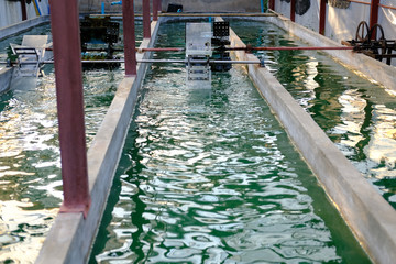 spirulina farm. algae farming for producing dietary supplement