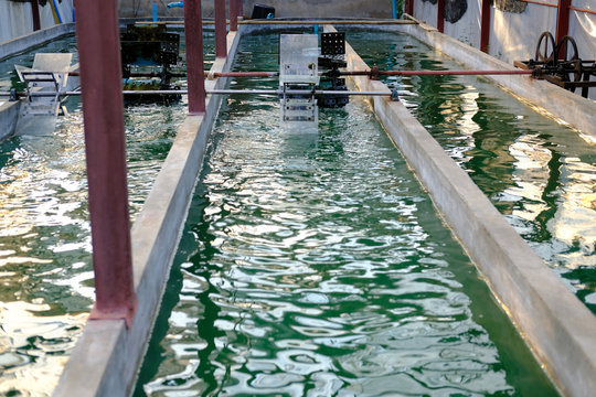 Spirulina Farm. Algae Farming For Producing Dietary Supplement