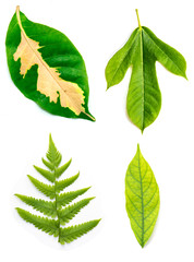 Set 4 of Green leaf on white background