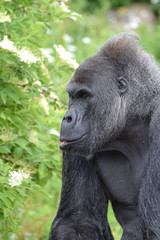 Fototapeta premium Western Lowland Gorilla