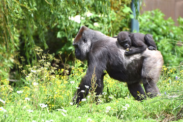 Western Lowland Gorilla