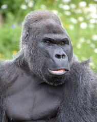 Western Lowland Gorilla