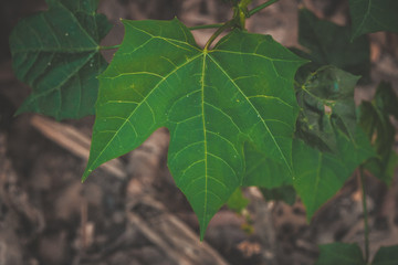 green leaf 