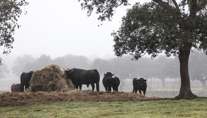 Fototapeta na wymiar bulls and calves in the field on a foggy day
