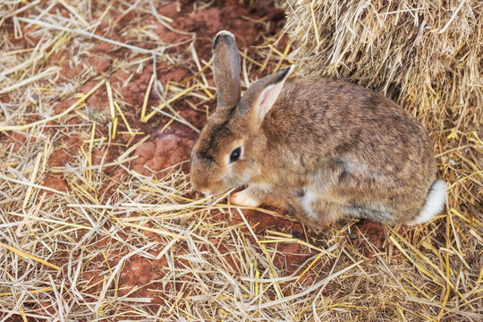 Cute brown Easter rabbit on dry grass