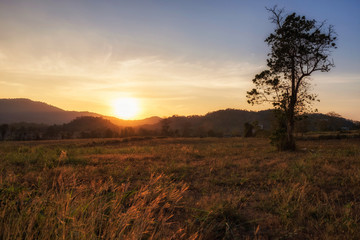 Scenic meadow landscape at sunset