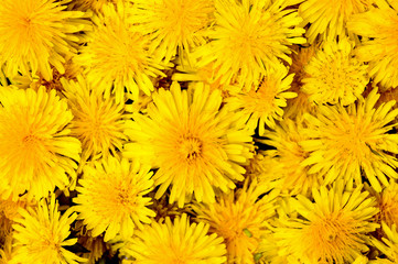 Dandelion flowers background pattern