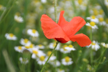 Fototapeta premium Mohn macht dumm