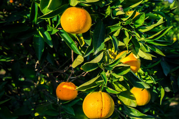 Tangerines hang on a tree and are almost ripe. Already yellows and sweet.