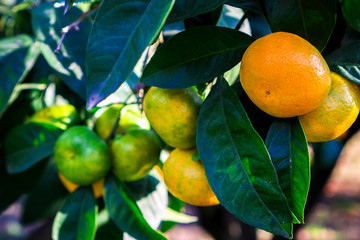 Tangerines hang on a tree and are almost ripe. Already yellows and sweet.