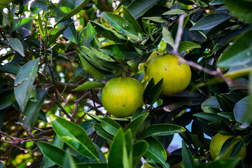 Oranges hang on the tree but still green and not sweet.