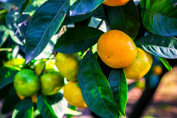 Tangerines hang on a tree and are almost ripe. Already yellows and sweet.