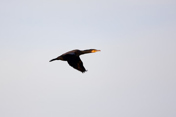 Great Cormorant (Phalacrocorax Carbo) In Flight