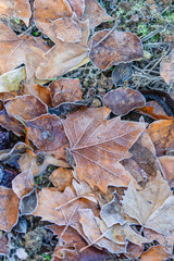 Raureif auf braunen Blättern. Bodenfrost auf Wiese. Spitzahorn im Winter. Braune Ahornblätter im Winter.