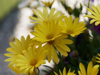 Dimorphotheca ecklonis or Osteospermum - Yellow Cape marguerite 'Summersmile' or daisybush an ornemental plant native of South Africa