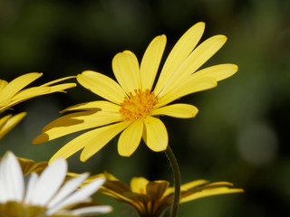 Dimorphotheca ecklonis or Osteospermum - Yellow Cape marguerite 'Summersmile' or daisybush an ornemental plant native of South Africa