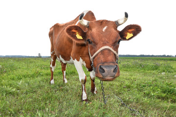 Fototapeta na wymiar Portrait of young red and white spotted cow. Cow muzzle close up. Cow grazing on the farm meadow