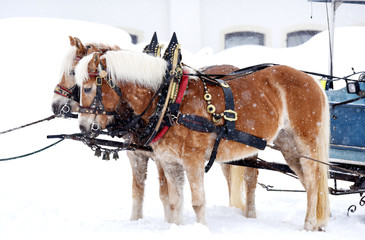 Two beautiful horses in a mountain winter landscape, Austria, Europe.