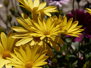 Dimorphotheca ecklonis or Osteospermum - Yellow Cape marguerite 'Summersmile' or daisybush an ornemental plant native of South Africa