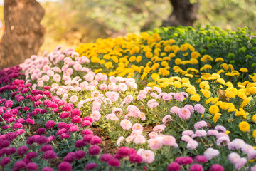 Chrysanthemum, pink, yellow, green