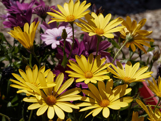 Dimorphotheca ecklonis or Osteospermum - Yellow Cape marguerite 'Summersmile' or daisybush an ornemental plant native of South Africa